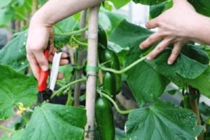 How to pinch cucumbers in a greenhouse correctly step by step