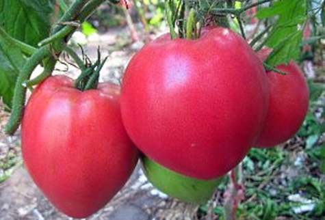 buissons de tomates sibérie poids lourd