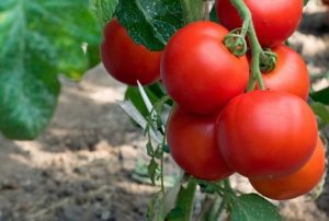 Las mejores variedades de tomates en racimo para invernaderos y campo abierto.