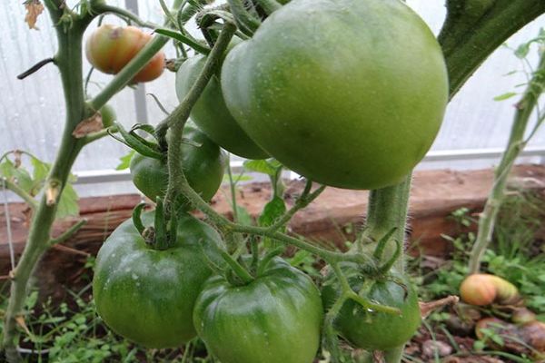 greenhouse cultivation