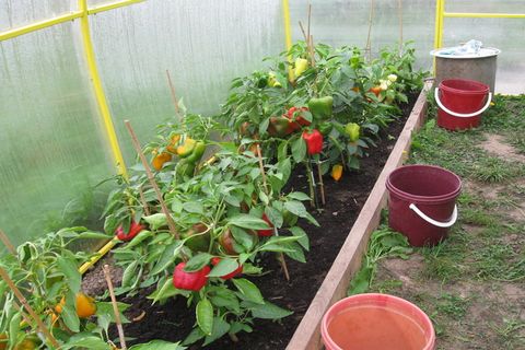 pepper neighbors