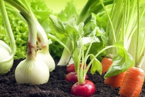 What is better to plant next to bell peppers in a greenhouse and open field