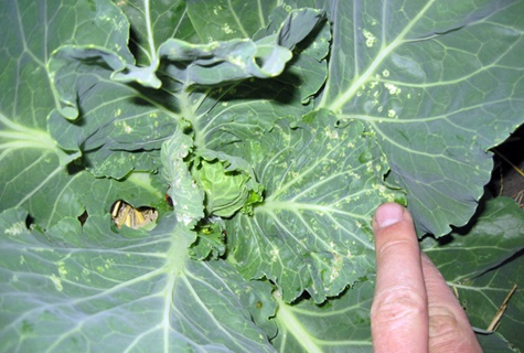 aphids on cabbage