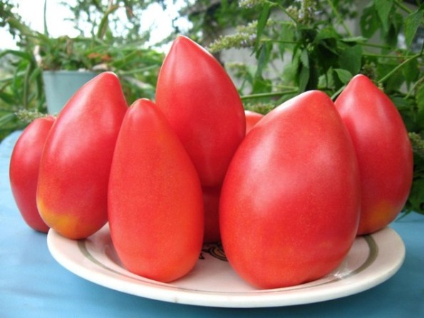 supermodelo de tomate en un plato