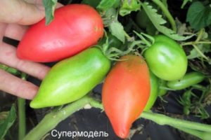 Caractéristiques et description de la variété de tomate Supermodel