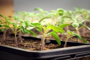 Daylight hours required for tomato seedlings and additional lighting time