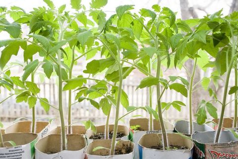 polinización de tomates