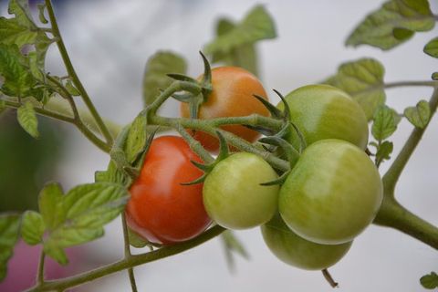 tomate niña temprana