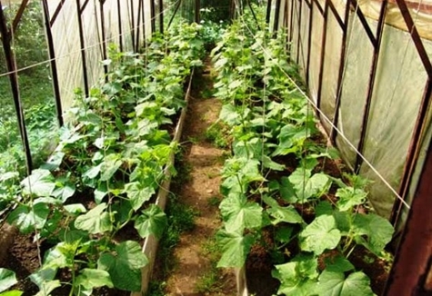 camas de pepino en invernadero