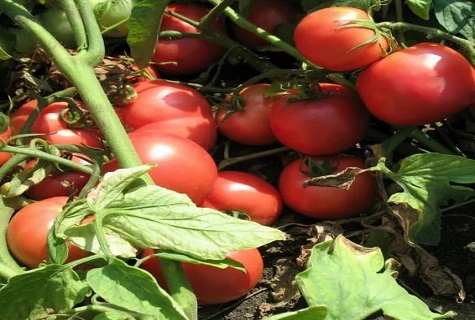 tarpan aux tomates