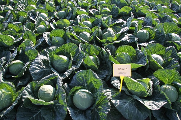 beaucoup de légumes