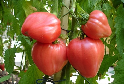 tomato kuat