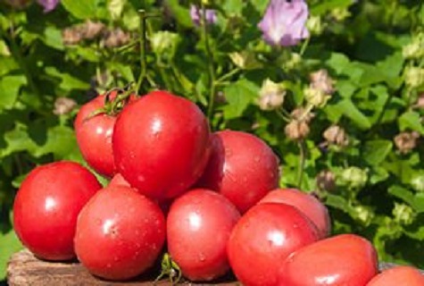 vegetable for the farmer