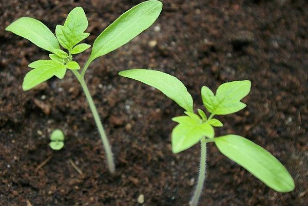 plántulas de tomate en campo abierto