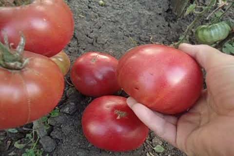 penanaman tomato Altai merah jambu