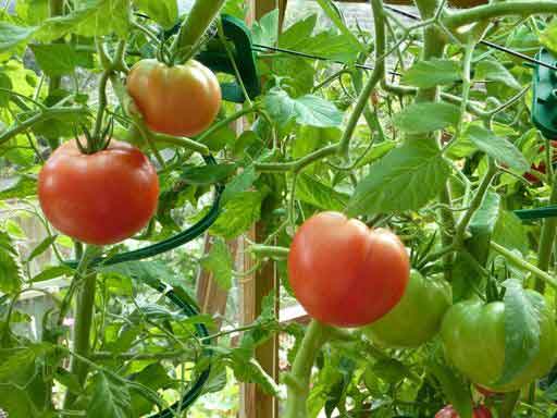 tomato Marfushechka Darling in the open field