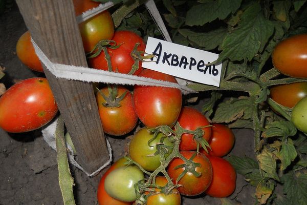 Tomatoes Watercolor