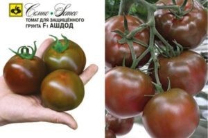 Description de la variété de tomate Ashdod et de ses caractéristiques