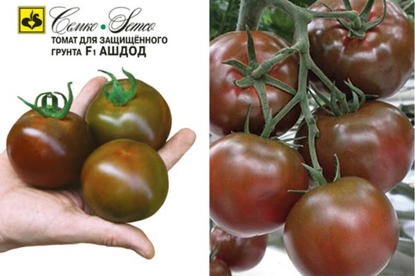 Hybrides de tomates