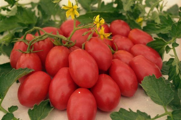 Tomates mûres