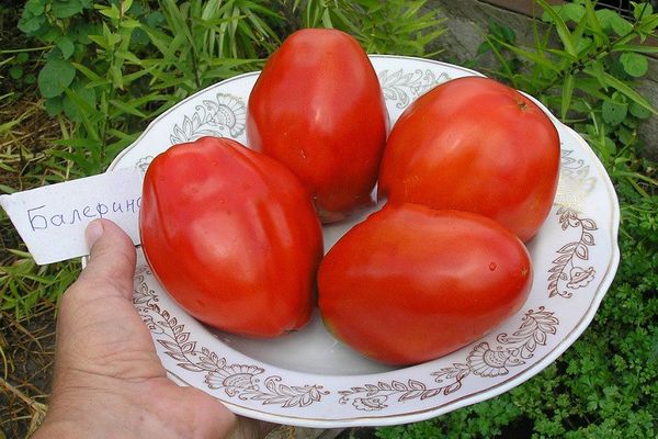 Mga kamatis ng Ballerina