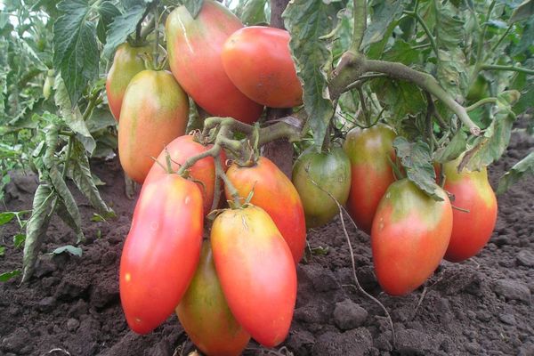 Tomato yang belum masak