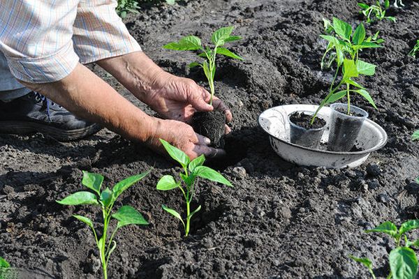 Plantar tomates