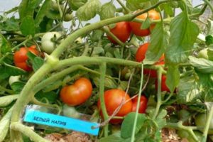 Les variétés de tomates les meilleures et les plus productives pour la voie du milieu en plein champ et en serre