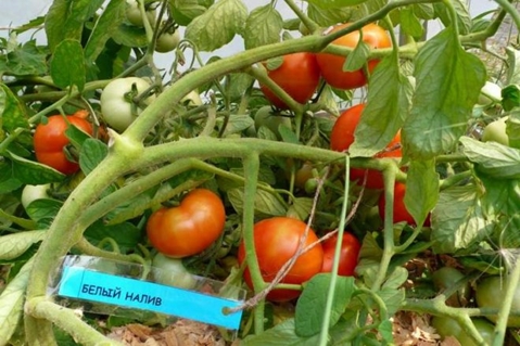 arbustes de tomates Garniture blanche