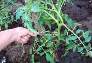 Las mejores formas de atar correctamente los tomates en el invernadero y en campo abierto.