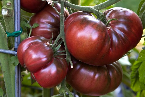 Black tomatoes