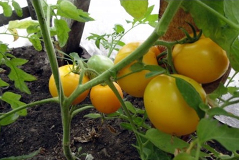 tomato Sweet donut in the open field