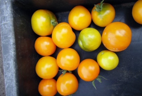 apariencia de tomate rosquilla dulce