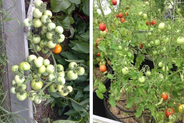 Tomates vertes