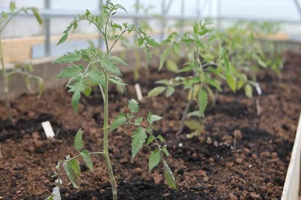 Tomato sprouts