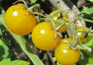 Description de la variété de tomates Dean et de ses caractéristiques