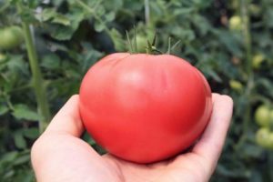 Description and characteristics of the tomato variety Pink solution