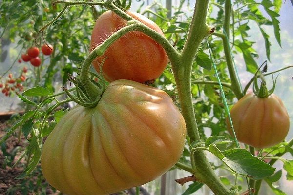 Unripe tomatoes