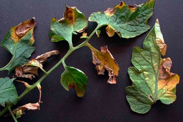 Maladies des tomates