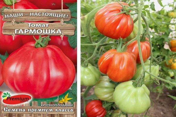 Tomates en crecimiento