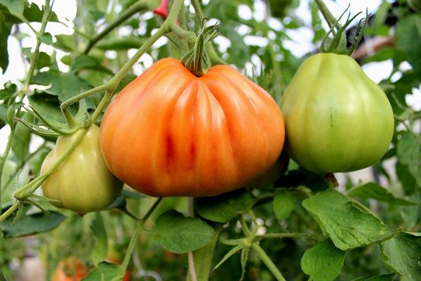 Tomatoes in a greenhouse