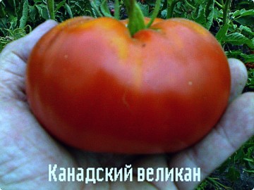 tomate gigante canadiense