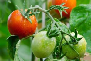 Description of the tomato variety May rose and its characteristics