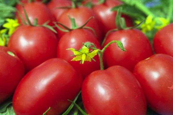 Tomates mûres