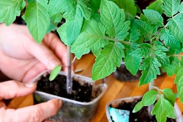 Seedlings of tomatoes