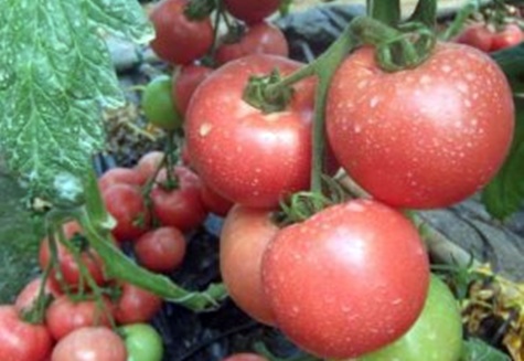 tomato bushes Pink Claire