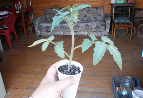 tomato seedlings Nastya sibiryachka