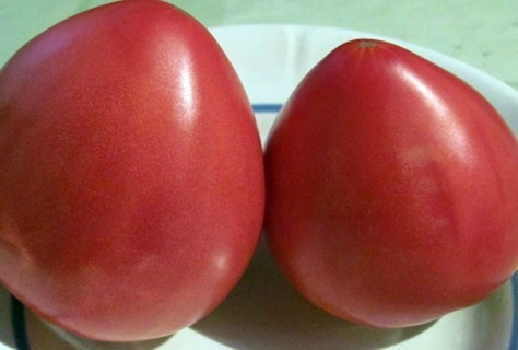 l'apparition d'un poids lourd de tomate de Sibérie