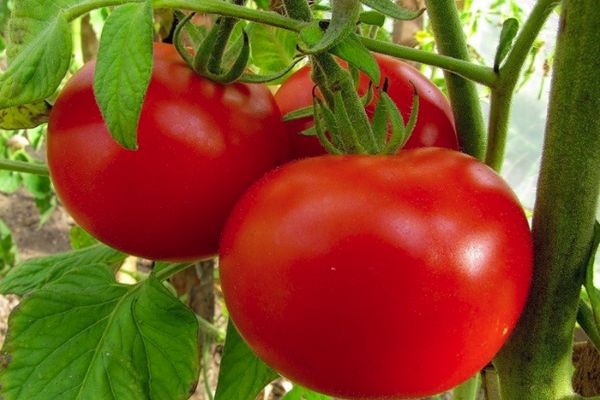 Ripe tomatoes