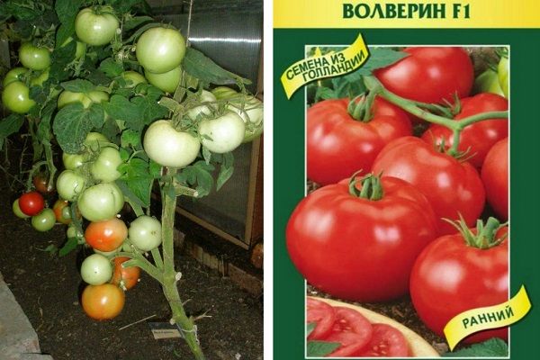 Hybrides de tomates